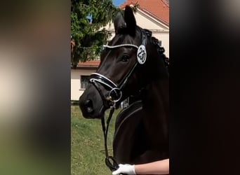 Trakehner, Giumenta, 4 Anni, 168 cm, Baio nero