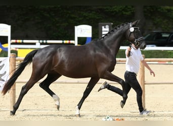 Trakehner, Giumenta, 4 Anni, 168 cm, Baio nero