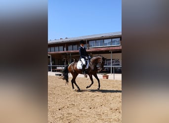 Trakehner, Giumenta, 4 Anni, 168 cm, Baio scuro