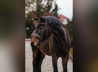 Trakehner, Giumenta, 4 Anni, 168 cm, Baio scuro