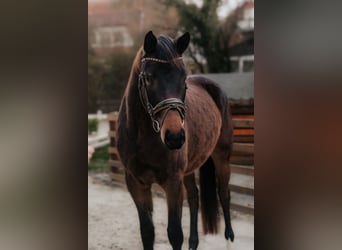 Trakehner, Giumenta, 4 Anni, 168 cm