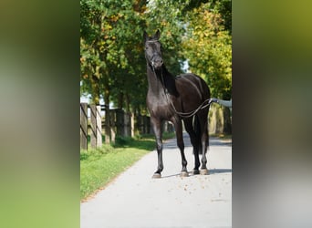 Trakehner, Giumenta, 4 Anni, 168 cm, Morello