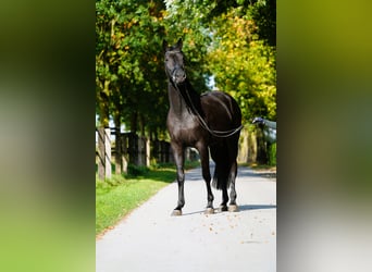 Trakehner, Giumenta, 4 Anni, 168 cm, Morello