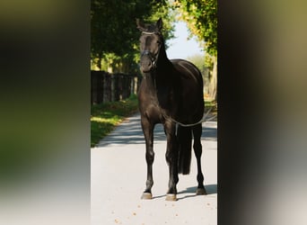 Trakehner, Giumenta, 4 Anni, 168 cm, Morello