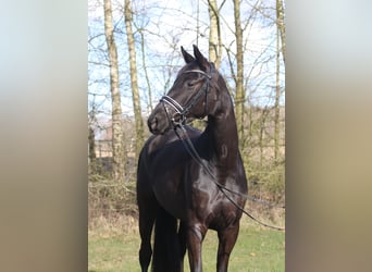 Trakehner, Giumenta, 4 Anni, 168 cm, Morello