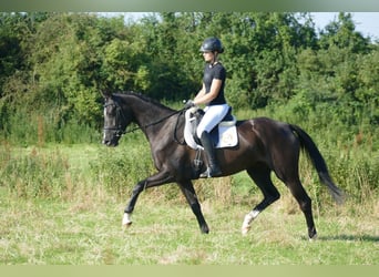 Trakehner, Giumenta, 4 Anni, 168 cm, Morello