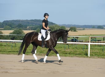 Trakehner, Giumenta, 4 Anni, 168 cm, Morello