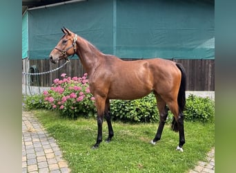 Trakehner, Giumenta, 4 Anni, 169 cm, Baio