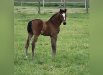 Trakehner, Giumenta, 4 Anni, 169 cm, Baio