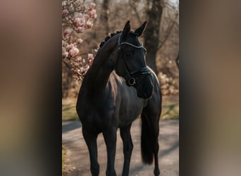 Trakehner, Giumenta, 4 Anni, 169 cm, Morello