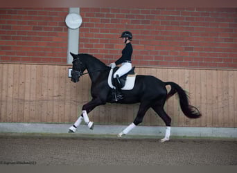 Trakehner, Giumenta, 4 Anni, 171 cm, Morello