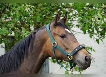 Trakehner, Giumenta, 4 Anni, 172 cm, Baio