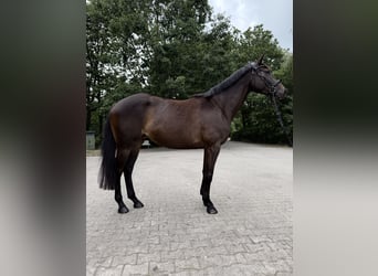 Trakehner, Giumenta, 4 Anni, 173 cm, Baio nero