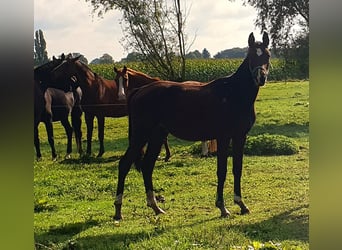 Trakehner, Giumenta, 4 Anni, 174 cm, Baio nero