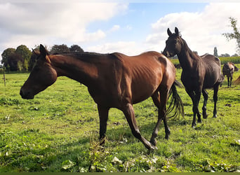 Trakehner, Giumenta, 4 Anni, 174 cm, Baio nero