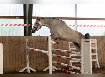 Trakehner, Giumenta, 4 Anni, Grigio