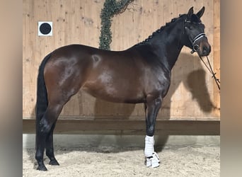 Trakehner, Giumenta, 5 Anni, 160 cm, Baio scuro