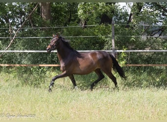 Trakehner, Giumenta, 5 Anni, 161 cm, Baio scuro