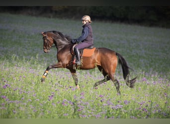 Trakehner, Giumenta, 5 Anni, 162 cm, Baio