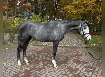 Trakehner, Giumenta, 5 Anni, 163 cm, Grigio