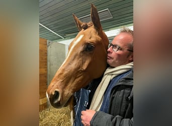 Trakehner, Giumenta, 5 Anni, 163 cm, Sauro