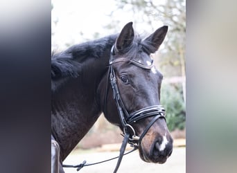 Trakehner, Giumenta, 5 Anni, 164 cm, Baio scuro
