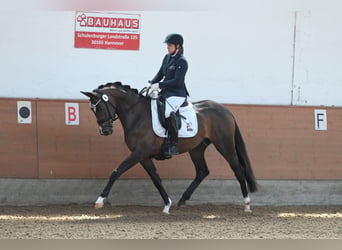 Trakehner, Giumenta, 5 Anni, 164 cm, Baio scuro