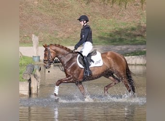 Trakehner, Giumenta, 5 Anni, 164 cm, Sauro scuro