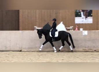 Trakehner, Giumenta, 5 Anni, 165 cm, Baio nero