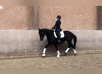 Trakehner, Giumenta, 5 Anni, 165 cm, Baio nero