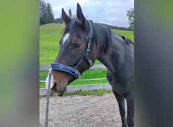 Trakehner, Giumenta, 5 Anni, 165 cm, Baio scuro