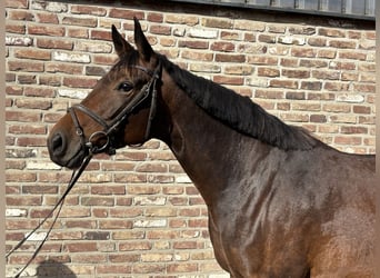 Trakehner, Giumenta, 5 Anni, 165 cm, Baio scuro