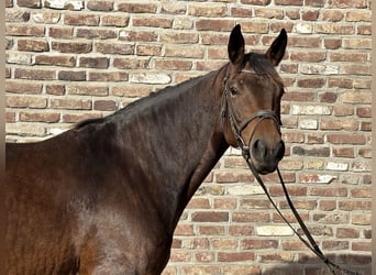 Trakehner, Giumenta, 5 Anni, 165 cm, Baio scuro