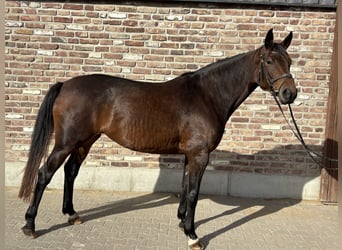 Trakehner, Giumenta, 5 Anni, 165 cm, Baio scuro
