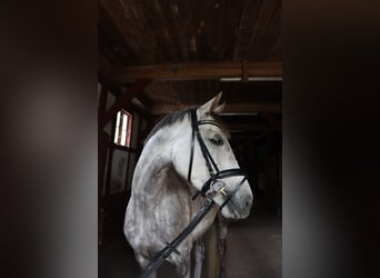 Trakehner, Giumenta, 5 Anni, 165 cm, Grigio