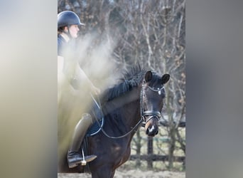 Trakehner, Giumenta, 5 Anni, 166 cm, Baio nero