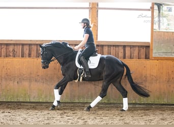 Trakehner, Giumenta, 5 Anni, 166 cm, Baio nero