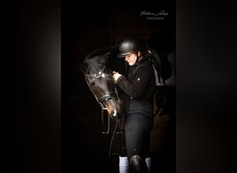 Trakehner, Giumenta, 5 Anni, 166 cm, Baio nero
