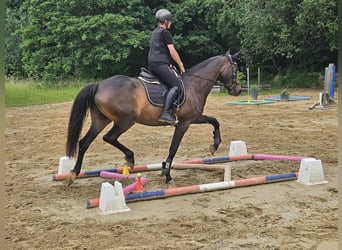 Trakehner, Giumenta, 5 Anni, 167 cm, Baio scuro