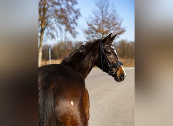 Trakehner, Giumenta, 5 Anni, 167 cm, Baio scuro