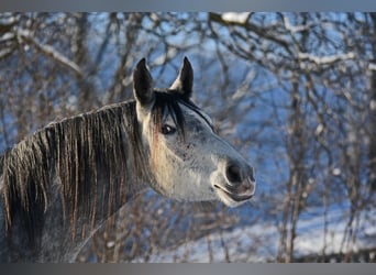 Trakehner, Giumenta, 5 Anni, 167 cm, Grigio