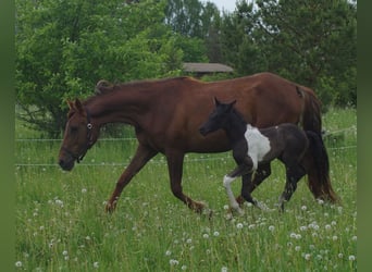 Trakehner, Giumenta, 5 Anni, 167 cm, Sauro scuro