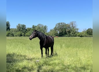 Trakehner, Giumenta, 5 Anni, 168 cm