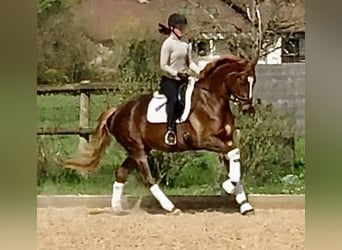 Trakehner, Giumenta, 5 Anni, 168 cm, Sauro scuro