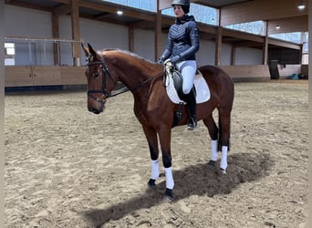 Trakehner, Giumenta, 5 Anni, 169 cm, Baio