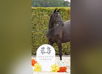 Trakehner, Giumenta, 5 Anni, 170 cm, Morello