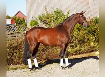 Trakehner, Giumenta, 5 Anni, 171 cm, Baio scuro