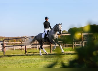 Trakehner, Giumenta, 5 Anni, 171 cm, Grigio