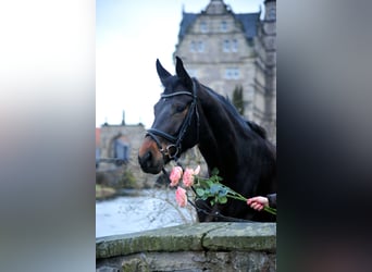 Trakehner, Giumenta, 5 Anni, 172 cm, Baio scuro