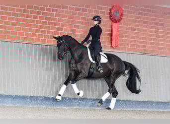 Trakehner, Giumenta, 5 Anni, 172 cm, Morello